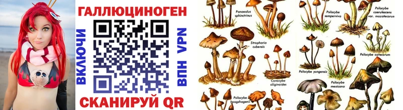 Галлюциногенные грибы Cubensis Купить где Дальнегорск